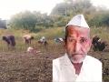 आठ दिवस शेतात राबून लेकींची पित्याला श्रद्धांजली; एकट्या पडलेल्या आईला दिली खंबीर साथ! - Marathi News | Daughters pay tribute to father after working in the fields for eight days; Strong support to mother who is left alone | Latest dharashiv News at Lokmat.com