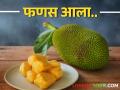 बाजारात फणसाची आवक वाढली, कसा मिळतोय बाजारभाव? - Marathi News | The arrival of jackfruit in the market has increased, how is the market price? | Latest agriculture News at Lokmat.com
