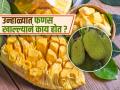 उन्हाळ्यात फणस खावं की नाही? फणसाचे गरे-पोटाला बरे की? अभ्यास म्हणतो, फणस खाणारच असाल तर.. - Marathi News | Should we eat jackfruit in summer or not? | Latest sakhi News at Lokmat.com