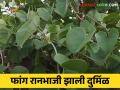 Fang Ranbhaji : दुष्काळातही वरदान ठरणारी रानभाजी फांग आता दुर्मिळ, वाचा सविस्तर  - Marathi News | Latest News fang ranbhaji wild vegetable that is boon even in drought see details | Latest agriculture News at Lokmat.com