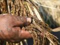 पुरानंतर आता अवकाळी पावसाने केला पिकाचा घात - Marathi News | October rain hits crops in panvel and raigad | Latest raigad Photos at Lokmat.com