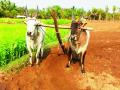 बँकांची कोंडी : खरीप नियोजन लॉकडाऊन - Marathi News | Kharif planning lockdown | Latest satara News at Lokmat.com