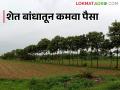 Vansheti : वनशेतीमध्ये बांधावर लावा ही झाडे मिळेल अधिकचं उत्पन्न - Marathi News | Vansheti : Plant these trees on the farm bund and you will get more income | Latest agriculture News at Lokmat.com