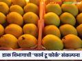 आता पोस्टाच्या माध्यमातून शेतकऱ्यांच्या बागेतील आंबा थेट देश-विदेशात - Marathi News | Now through post, mangoes from farmers' orchard are sent directly to the country and abroad | Latest agriculture News at Lokmat.com