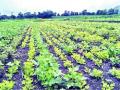 कोल्हापूर विभागातील शेतीला साडेतीन हजार कोटींचा फटका - Marathi News | Agriculture in Kolhapur region hit Rs 3,500 crore | Latest kolhapur News at Lokmat.com
