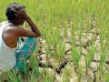 दुष्काळी मदत वितरित; पण शेतकऱ्यांना मिळेना लाभ! - Marathi News |  Distribution of Drought fund; But farmers not get benefit! | Latest akola News at Lokmat.com