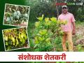 Farmer Success Story भरघोस उत्पन्नासाठी या शेतकऱ्याने विकसित केली काजूची नवीन जात - Marathi News | This farmer developed a new variety of cashew nut for a good income | Latest agriculture News at Lokmat.com