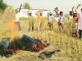नागपुरात कृषी विद्यापीठाच्या परिसरात शेतकऱ्यांनी पेटविले धान - Marathi News | In the area of ​​Nagpur Agricultural University farmers burnt paddy, | Latest nagpur News at Lokmat.com