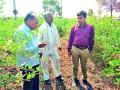क्रॉपसॅप प्रकल्पाकडून शेतकर्‍यांना बांधावर धडे! - Marathi News | CropSap Projects to Build Farmers! | Latest buldhana News at Lokmat.com