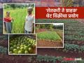 Farmer Success Story : कोरोनामध्ये नोकरी गेली मात्र शेतीनं तारलं आता शेतीच झाली नोकरी - Marathi News | Farmer Success Story : Job lost in Corona, but agriculture saved, now agriculture has become a job | Latest agriculture News at Lokmat.com