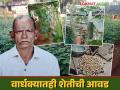 शेती करायला वयाची अट नाय; ७५ वर्षाच्या निवृत्त एसटी ड्रायव्हरची भाजीपाला शेती - Marathi News | There is no age requirement for farming; 75 years old retired ST driver's vegetable farming | Latest agriculture News at Lokmat.com