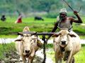 भाजपाचे मुख्यमंत्री म्हणतात, कर्जमाफीनं शेतकरी सुस्तावतात - Marathi News | Loan Waiver Scheme Makes Farmers Lazy Says Haryana Cm Manohar Lal Khattar | Latest national News at Lokmat.com