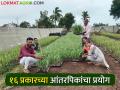 उसात १६ प्रकारची आंतरपीक घेत मच्छिंद्रराव कशी करताहेत नफ्याची शेती? वाचा ही यशोगाथा - Marathi News | How does Machhindrarao do profitable farming by taking 16 types of intercropping in sugarcane? Read this success story | Latest agriculture News at Lokmat.com
