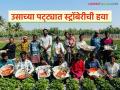 बारामतीच्या ऊस पट्ट्यात फुलवला अर्धा एकर स्ट्रॉबेरीचा मळा; तब्बल ९ लाख रुपयांची मोठी कमाई - Marathi News | Half an acre of strawberry plantation flourished in the sugarcane belt of Baramati; Huge income of Rs 9 lakh | Latest agriculture News at Lokmat.com