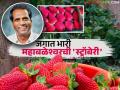 महाबळेश्वरच्या लालचुटूक स्ट्रॉबेरीला जागतिक ओळख मिळवून देणारा अवलिया शेतकरी 'किसन भिलारे' - Marathi News | 'Kisan Bhilare', the farmer who brought global recognition to Mahabaleshwar's coveted strawberries | Latest agriculture News at Lokmat.com