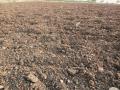 Drought In Marathwada : मोठ्या आशेने पेरलेल्या रबी पिकांकडूनही निराशा  - Marathi News | Drought in Marathwada: The disappointment of rabi crops grown in large quantities | Latest dharashiv News at Lokmat.com