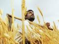 नवी कर्जमुक्ती म्हणजे शेतकऱ्यांचा नवा भ्रमनिरास! - Marathi News | loan waiver from uddhav thackeray led maha vikas aaghadi government disappoints farmers | Latest editorial News at Lokmat.com