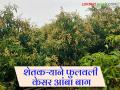 Mango Crop: अतिधन पद्धतीने आंब्याचे मिळणार चांगले उत्पादन कसे ते वाचा सविस्तर - Marathi News | Mango Crop: Read in detail how to get good mango yield using Atidhan method | Latest agriculture News at Lokmat.com