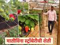 ना कोणते खत, ना माती तरीही पिकतेय दर्जेदार लालचुटुक स्ट्रॉबेरी; वाचा संपतरावांच्या शेतीची कहाणी - Marathi News | No fertilizer, no soil, yet quality, luscious strawberries are grown; Read the story of Sampatrao's farm | Latest agriculture News at Lokmat.com