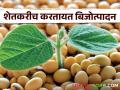 Soybean Seed Production : दर्जेदार सोयाबीन बियाणे उत्पादनाचा 'शिगाव पॅटर्न' - Marathi News | Soybean Seed Production: The 'Shigaon Pattern' of Quality Soybean Seed Production | Latest agriculture News at Lokmat.com