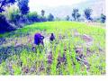 किसान सन्मान योजनेतील सहभागासाठी शेतकऱ्यांची धांदल - Marathi News | Farmers' hurry to participate in the Kisan Samman Yojana | Latest kolhapur News at Lokmat.com
