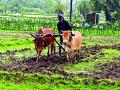 पावसाच्या ओढीमुळे दुबार पेरणीचे संकट ओढवले - Marathi News | Due to the strain of rain | Latest thane News at Lokmat.com