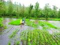 पावसाची शेतीकामाला संजीवनी - Marathi News |  Sanjivani rainy farming | Latest thane News at Lokmat.com