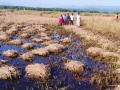 दूषित सांडपाण्यामुळे भातशेती धोक्यात - Marathi News | Rice farming is endangered by contamination | Latest raigad News at Lokmat.com