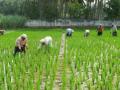 आळशी कोण? - सरकार की धडपडणारे गरीब? - Marathi News | Who is lazy? The government or the struggling poor? | Latest editorial News at Lokmat.com