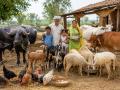 Anudan Scheme: म्हैस, गाय, शेळी, मेंढी, कोंबड्या पाळा; सरकारकडून ७५ टक्क्यांपर्यंत अनुदान मिळवा, योजना कोणती? - Marathi News | Receive 75 percent government subsidy for rearing buffaloes, cows, goats, sheep, and poultry, know about the scheme | Latest maharashtra News at Lokmat.com