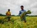 शेतकऱ्यांना पैसे मिळाले नसल्याचा आरोप - Marathi News | The allegation that the farmers did not get any money | Latest politics Videos at Lokmat.com