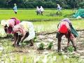 पेणमध्ये २५० बियाण्यांचे नमुने तपासणीसाठी प्रयोगशाळेत - Marathi News | In laboratory to check the 250 seed samples in Pen | Latest raigad News at Lokmat.com