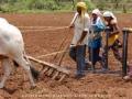 नाशिकच्या पूर्व भागात शेतकऱ्यांची पेरणीसाठी लगबग - Marathi News | Long time for farmers to sow the area in the east of Nashik | Latest nashik News at Lokmat.com