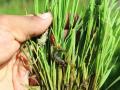 भात पिकावरील लष्करी अळीचे व्यवस्थापन कसे कराल? - Marathi News | How to manage fall armyworm in rice crop? | Latest agriculture News at Lokmat.com