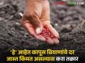 Cotton Seeds : कापूस बियाणांचे योग्य दर किती? जास्त दराने विक्री होत असल्यास करा तक्रार - Marathi News | Cotton Seeds How much are the rates of cotton seeds? Report if selling at higher rate | Latest agriculture News at Lokmat.com