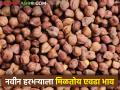 नवीन हरभऱ्याला मिळतोय एवढा भाव, राज्यात काय आहे स्थिती? - Marathi News | What is the condition of the new gram in the state? | Latest agriculture News at Lokmat.com