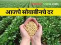 आज सोयाबीनला केवळ दोन ठिकाणी मिळाला हमीभावाएवढा दर - Marathi News | maharashtra agriculture farmer market yard todays soybean rates market price | Latest agriculture News at Lokmat.com