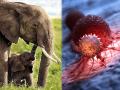 हत्तींना कॅन्सर का होत नाही? रिसर्चमधून आश्चर्यजनक खुलासा... - Marathi News | How elephant become big and cancer resistant at science | Latest health Photos at Lokmat.com