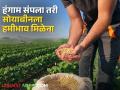 Soybean Rates : हंगाम संपला तरी सोयाबीनला हमीभाव मिळेना! आज किती मिळाला दर? - Marathi News | Even if the season is over, soybeans do not get a guaranteed price! How much did you get today? | Latest agriculture News at Lokmat.com