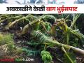 अवकाळीचा फळबागांना फटका; ५ एकरांतील केळी बाग भुईसपाट - Marathi News | Bad weather hits orchards; damaged Banana garden plot of 5 acres | Latest agriculture News at Lokmat.com