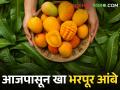 केशर, लालबाग, हापूस, बदाम; आजपासून खा भरपूर आंबे - Marathi News | Keshar, Lalbagh, Hapus, Badam; Eat lots of mangoes from today | Latest agriculture News at Lokmat.com