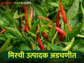 हिरव्या मिरचीने आणले डोळ्यांत पाणी, तोडणीही परवडेना; लाल मिरचीचे दरात ही घसरण सुरूच - Marathi News | Green chillies brought tears to the eyes, could not even be break; The fall in the price of red pepper continues | Latest agriculture News at Lokmat.com