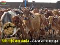 देशी गायीच्या शेणाच्या गोवऱ्या वापरा अन् गोमय होळी साजरी करा - Marathi News | Use desi cow dung cake and celebrate Gomay Holi | Latest agriculture News at Lokmat.com