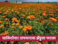 भाव चांगला मिळूनही फूल उत्पादकांचे हात रिकामेच; तापमानाने उत्पादनात घट - Marathi News | Despite the good price,but the flower farmers have no income; The yield decreases due to temperature | Latest agriculture News at Lokmat.com