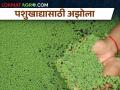 कमी खर्चातील पशुखाद्य अझोला कसा तयार कराल? - Marathi News | How to make low cost animal feed Azolla? | Latest agriculture News at Lokmat.com