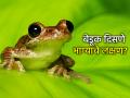 Feng shui: समृद्धीचं प्रतीक की पर्यावरणाचा रक्षक? बेडूक घराजवळ दिसणं तुमच्यासाठी किती शुभ आहे? - Marathi News | Feng shui: Symbol of prosperity or protector of the environment? How auspicious is it for you to see a frog near your home? | Latest bhakti News at Lokmat.com
