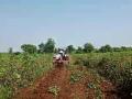 अश्रूभरल्या डोळ्यांनी शेतकऱ्याने कापसावर फिरवला नांगर - Marathi News | With tears in his eyes, the farmer turned the plow on the cotton | Latest yavatmal News at Lokmat.com