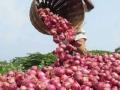 केवळ कस्टम्सकडे सोपविलेल्या कांद्याच्या निर्यातीसच मुभा - Marathi News | Only onions exported to Customs are allowed | Latest maharashtra News at Lokmat.com