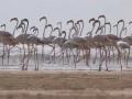 सातासमुद्रा पलिकडून भारतात आले 'लाखो विदेशी पाहुणे'; पाहा हा भन्नाट नजारा - Marathi News | Gujarat kutch rain millions flamingo birds pictures desert attractions migratory birds | Latest jarahatke Photos at Lokmat.com