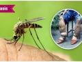 अकोला जिल्ह्याची हत्तीरोग निर्मूलनाकडे वाटचाल - Marathi News | Akola district will move towards eradicating filariasis | Latest akola News at Lokmat.com